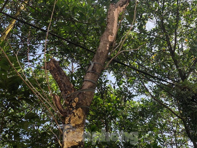 Ky la, hang cay tien ty 'tu moc' trong khuon vien du an o Quang Ninh-Hinh-3