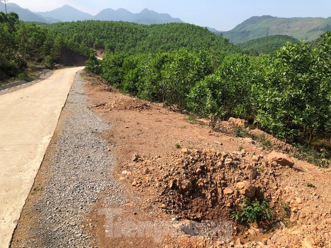 Ky la, hang cay tien ty 'tu moc' trong khuon vien du an o Quang Ninh-Hinh-5