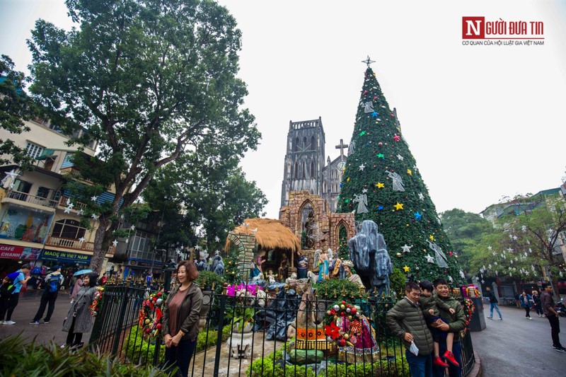 Chiem nguong nhung cay thong khong lo tai Ha Noi truoc Giang sinh-Hinh-3