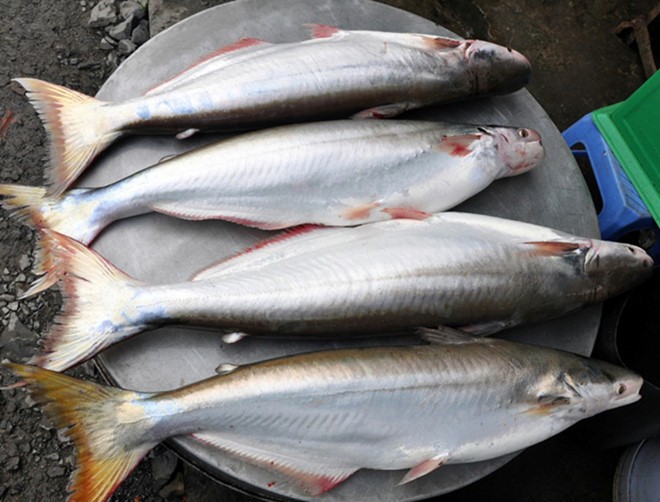 “Trung manh” ca bong lau to bu, ban gia gan nua trieu dong/kg-Hinh-2