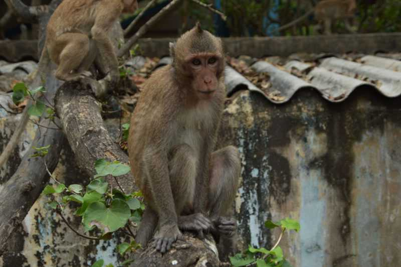 Khi duoi dai bi dien giat bat tinh o TP.HCM la loai cuc hiem?-Hinh-2