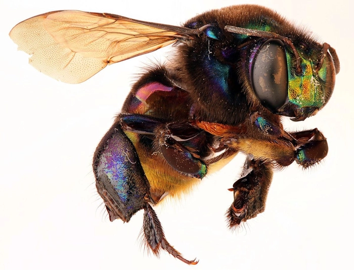 Phat hien loai ong phong lan moi tai Mexico-Hinh-4