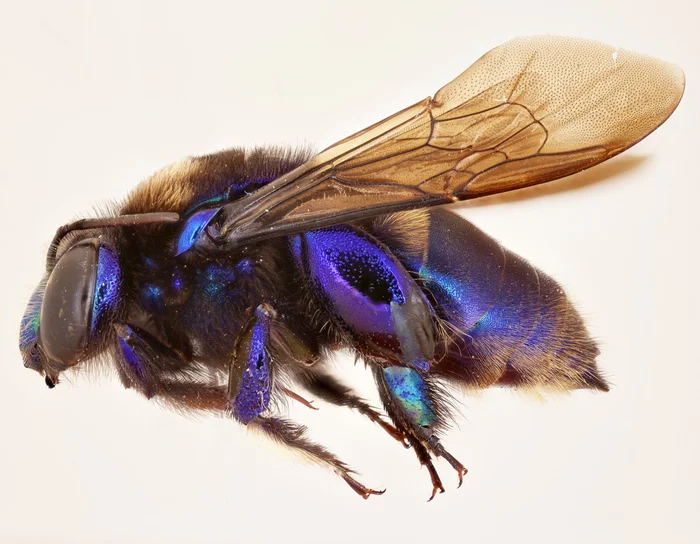 Phat hien loai ong phong lan moi tai Mexico-Hinh-5