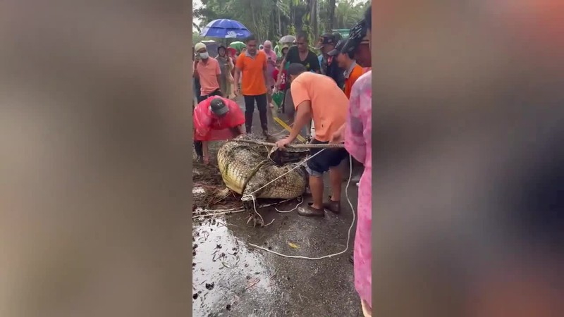 Dan lang vat lon vay bat ca sau “khung” nang gan 500kg