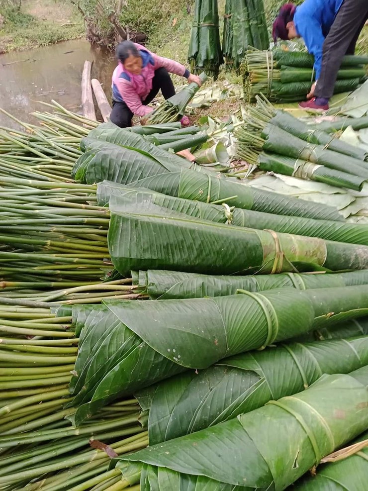 Loai cay truoc moc hoang nay trong la co tien trieu-Hinh-4