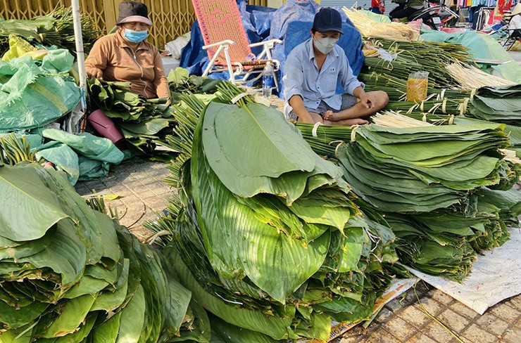 Loai cay truoc moc hoang nay trong la co tien trieu-Hinh-8