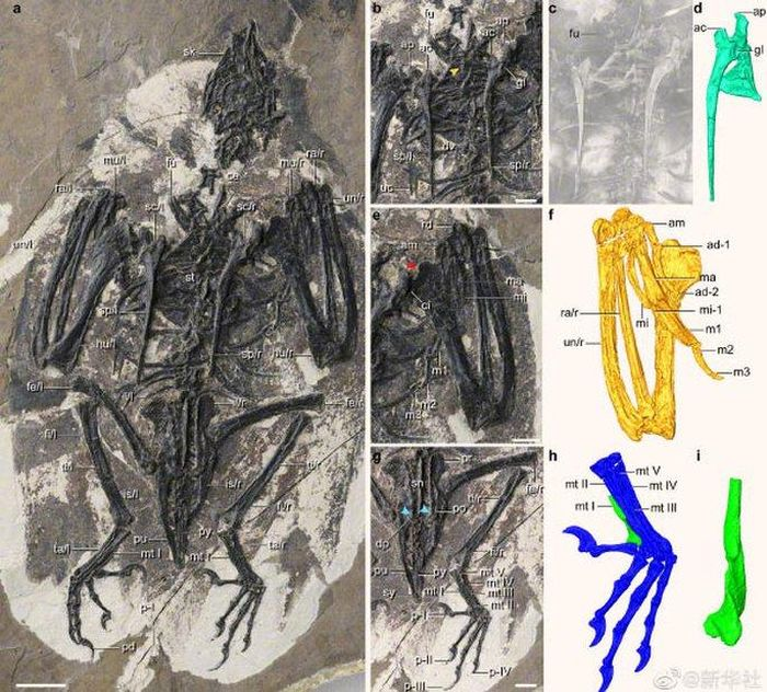 Ta hoa loai chim mang dau T-rex “hien hinh” tu coi chet-Hinh-2