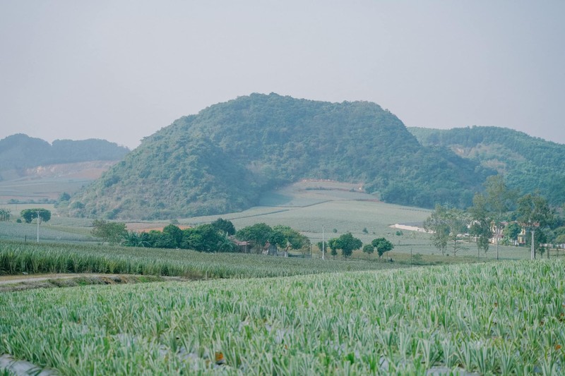 Canh dong dua lon nhat mien Bac dep me ly, chi cach Ha Noi 100km-Hinh-4