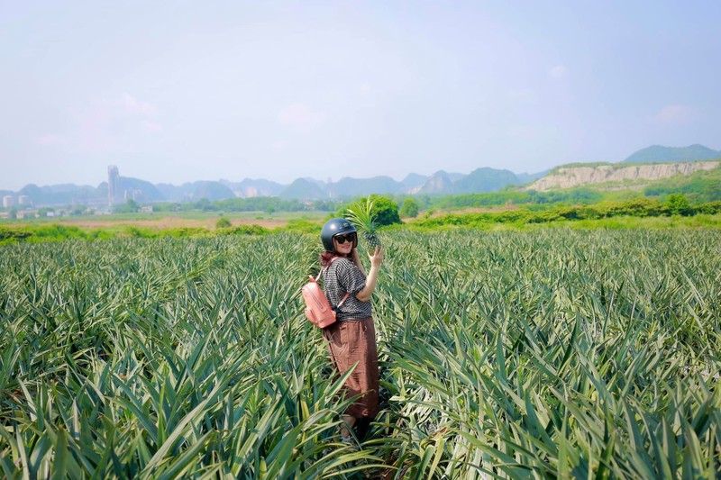 Canh dong dua lon nhat mien Bac dep me ly, chi cach Ha Noi 100km-Hinh-7