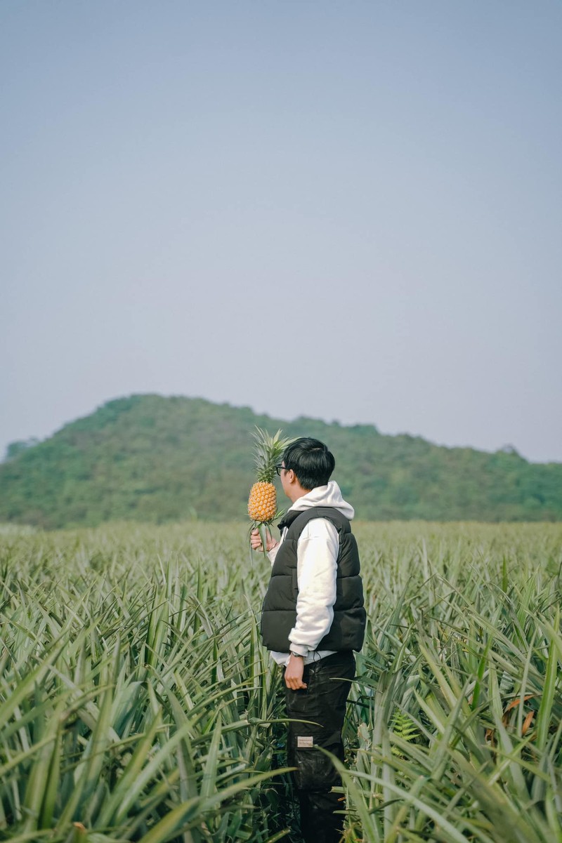 Canh dong dua lon nhat mien Bac dep me ly, chi cach Ha Noi 100km