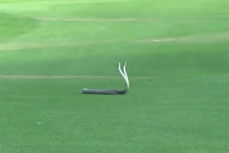 Video: Ran Mamba quyet chien gianh ban tinh tren san golf