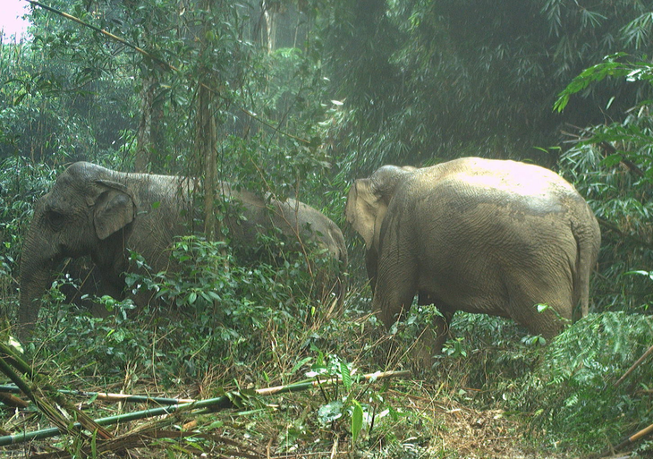 Dat “bay anh”, bat ngo phat hien dong vat sieu hiem tai VQG Vu Quang-Hinh-6