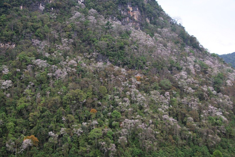 Ve Dien Bien ngam hoa ban no, hoa minh vao le hoi vung cao-Hinh-5