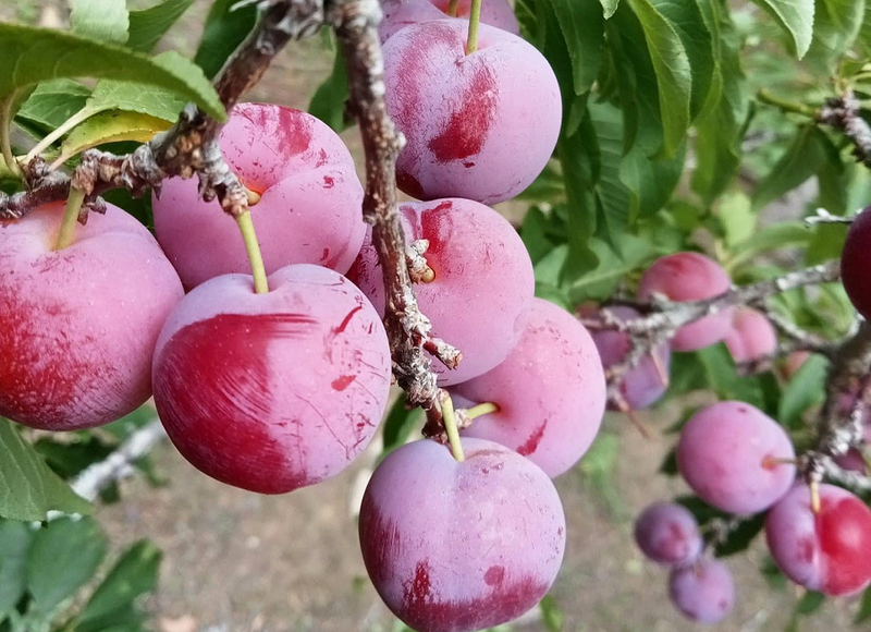 ‘Cherry Viet’ do bo thi truong, gia chi 12.500 dong/kg-Hinh-2