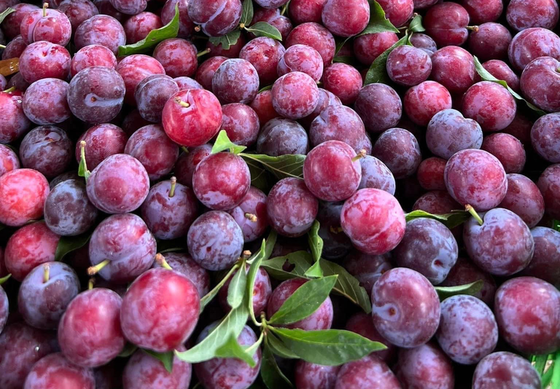 ‘Cherry Viet’ do bo thi truong, gia chi 12.500 dong/kg