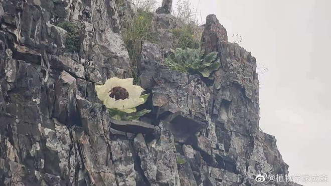 “Tiên dược” 7 năm nở 1 lần, nhà giàu thi nhau tìm mua - Hình 11 “Tien duoc” 7 nam no 1 lan, nha giau thi nhau tim mua-Hinh-11