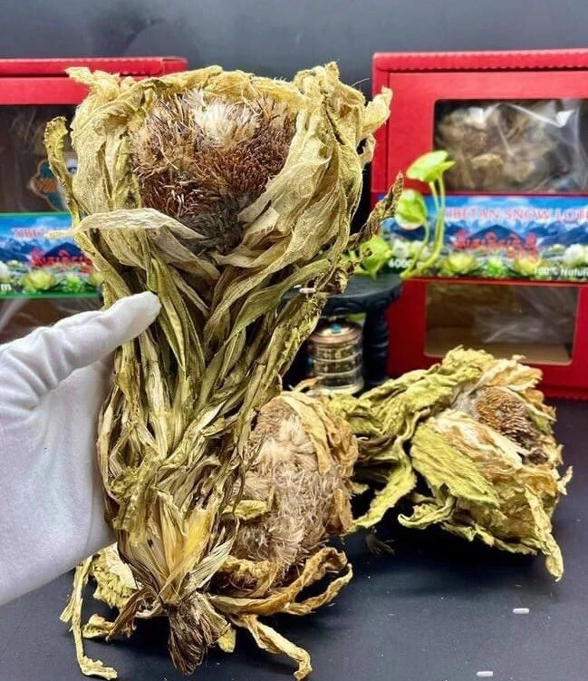 “Tiên dược” 7 năm nở 1 lần, nhà giàu thi nhau tìm mua - Hình 8 “Tien duoc” 7 nam no 1 lan, nha giau thi nhau tim mua-Hinh-8