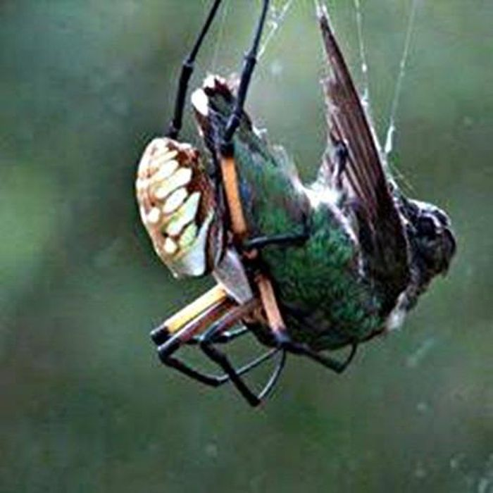 Tuyệt chiêu giăng “thiên la địa võng” săn mồi của nhện khổng lồ Nephila - Hình 10 Tuyet chieu giang “thien la dia vong” san moi cua nhen khong lo Nephila-Hinh-10
