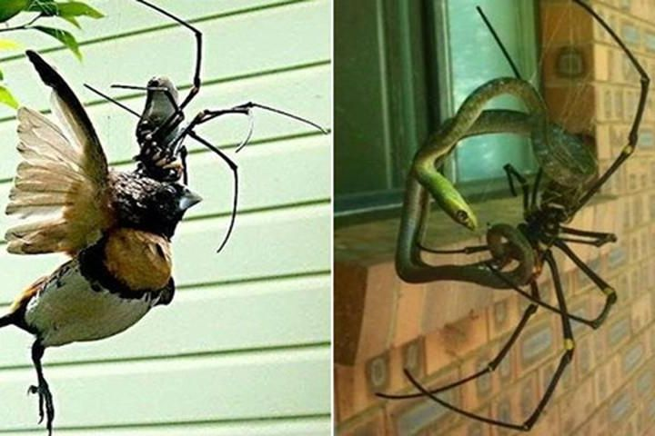 Tuyệt chiêu giăng “thiên la địa võng” săn mồi của nhện khổng lồ Nephila - Hình 11 Tuyet chieu giang “thien la dia vong” san moi cua nhen khong lo Nephila-Hinh-11