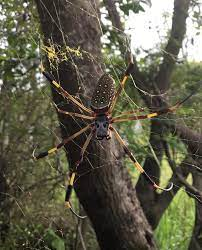 Tuyệt chiêu giăng “thiên la địa võng” săn mồi của nhện khổng lồ Nephila - Hình 3 Tuyet chieu giang “thien la dia vong” san moi cua nhen khong lo Nephila-Hinh-3