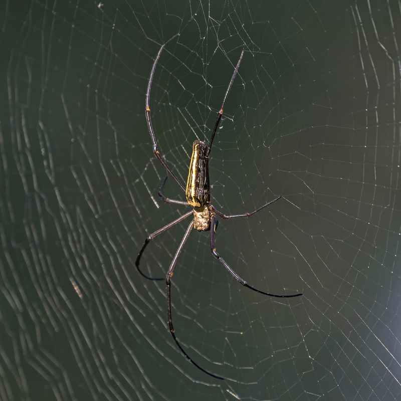 Tuyệt chiêu giăng “thiên la địa võng” săn mồi của nhện khổng lồ Nephila - Hình 4 Tuyet chieu giang “thien la dia vong” san moi cua nhen khong lo Nephila-Hinh-4