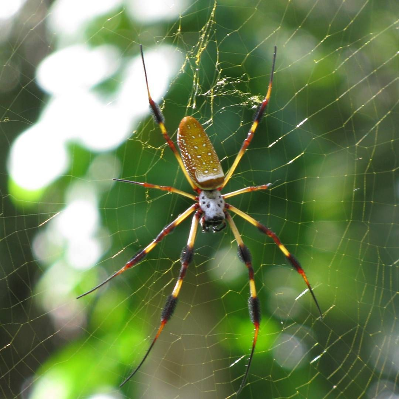 Tuyệt chiêu giăng “thiên la địa võng” săn mồi của nhện khổng lồ Nephila - Hình 5 Tuyet chieu giang “thien la dia vong” san moi cua nhen khong lo Nephila-Hinh-5