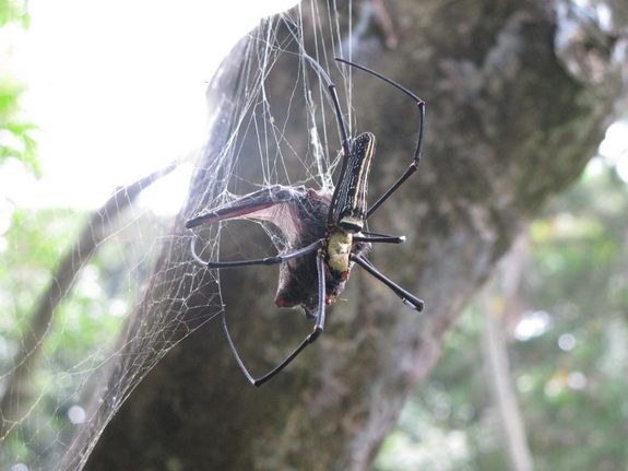 Tuyệt chiêu giăng “thiên la địa võng” săn mồi của nhện khổng lồ Nephila - Hình 6 Tuyet chieu giang “thien la dia vong” san moi cua nhen khong lo Nephila-Hinh-6