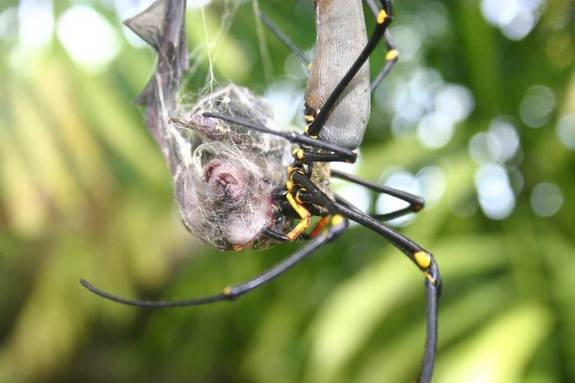 Tuyệt chiêu giăng “thiên la địa võng” săn mồi của nhện khổng lồ Nephila - Hình 7 Tuyet chieu giang “thien la dia vong” san moi cua nhen khong lo Nephila-Hinh-7