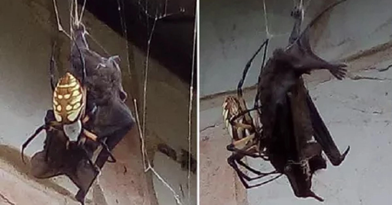 Tuyệt chiêu giăng “thiên la địa võng” săn mồi của nhện khổng lồ Nephila - Hình 8 Tuyet chieu giang “thien la dia vong” san moi cua nhen khong lo Nephila-Hinh-8