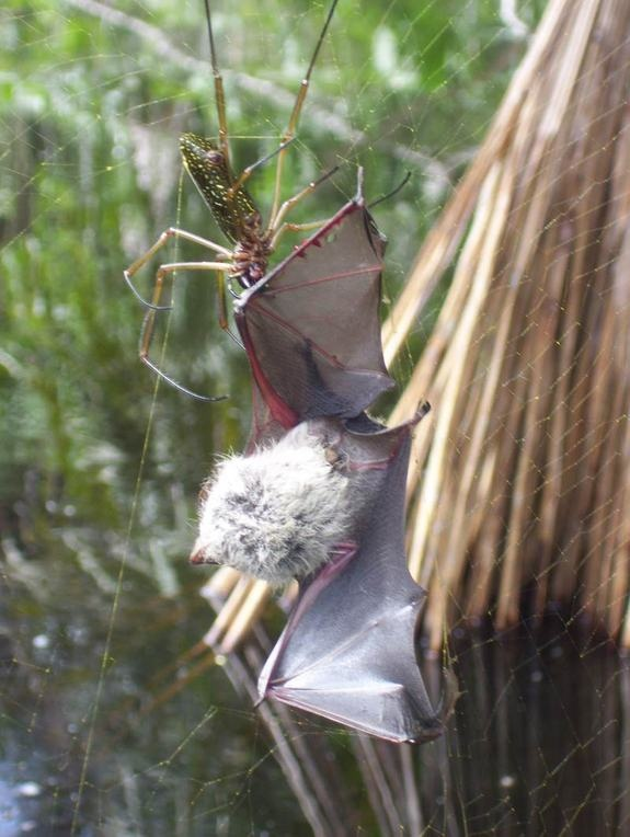 Tuyệt chiêu giăng “thiên la địa võng” săn mồi của nhện khổng lồ Nephila - Hình 9 Tuyet chieu giang “thien la dia vong” san moi cua nhen khong lo Nephila-Hinh-9