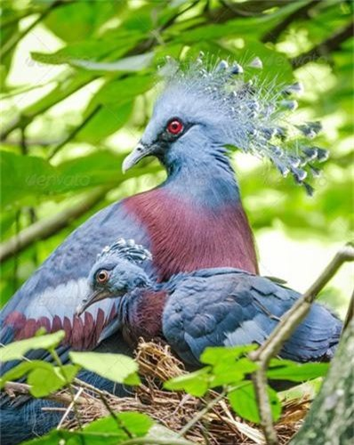 Mê mẩn loài vật sở hữu bộ lông kỳ lạ nhất thế giới - Hình 9 Me man loai vat so huu bo long ky la nhat the gioi-Hinh-9