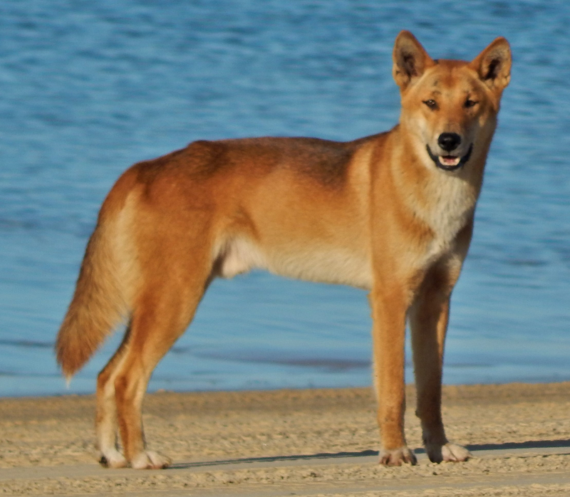 Giai ma dau chan “khung” nghi cua ho o Son La: Giong thu ho Cho-Hinh-10