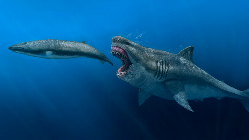 Neu ca map Megalodon “dung do” tran Titanoboa, chuyen gi se xay ra?-Hinh-4