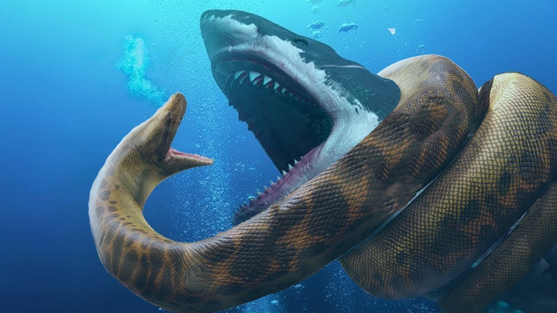 Neu ca map Megalodon “dung do” tran Titanoboa, chuyen gi se xay ra?-Hinh-9