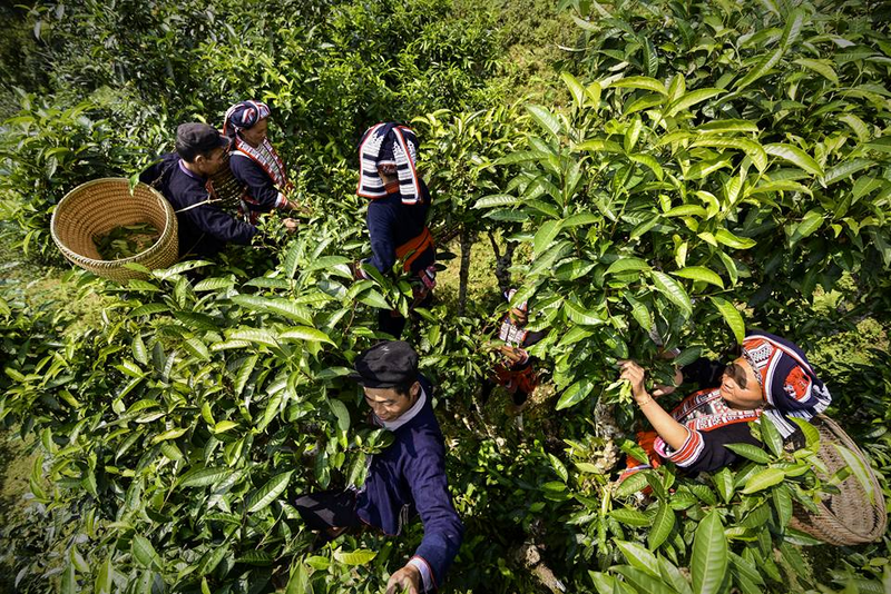 Ngam che Shan tuyet co thu duoc cong nhan Cay di san Viet Nam-Hinh-7