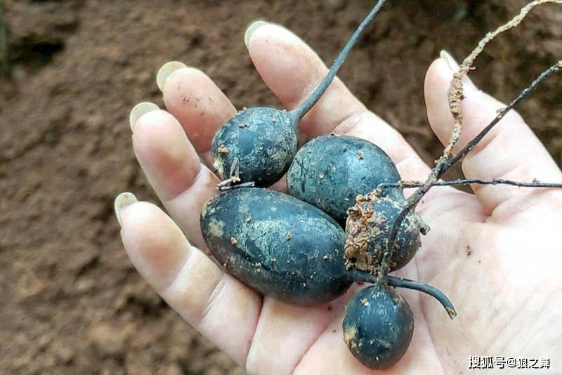 Ky bi loai nam nhu qua trung den, tien trieu van khong ban