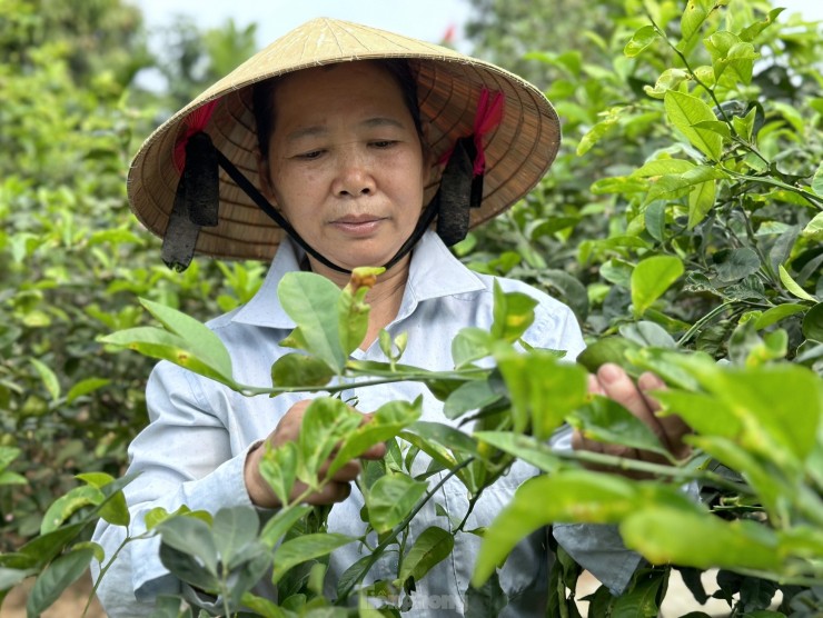 Nghe hai la cay ban tien trieu duoi chan nui Thien Nhan-Hinh-15