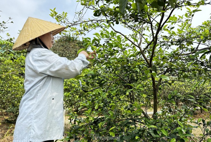 Nghe hai la cay ban tien trieu duoi chan nui Thien Nhan-Hinh-16