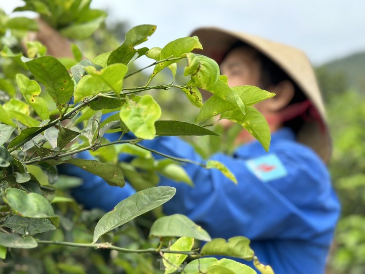 Nghe hai la cay ban tien trieu duoi chan nui Thien Nhan-Hinh-3