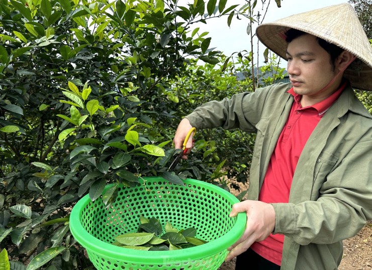 Nghe hai la cay ban tien trieu duoi chan nui Thien Nhan