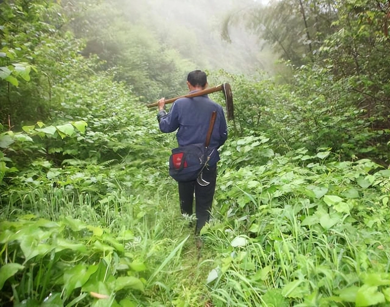 Len nui hai thuoc, vo tinh dung trung kho vang khong lo thoi nha Minh