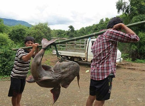 Tan muc loai ca quy o Viet Nam, co tien chua chac mua duoc-Hinh-9