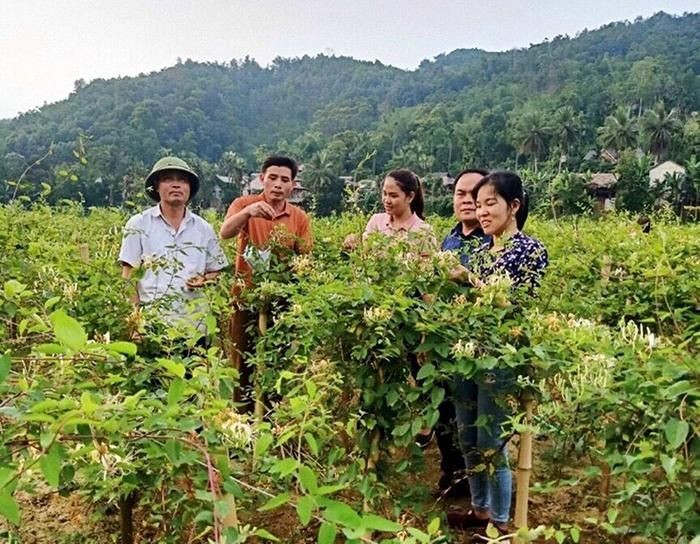 Mot noi xa xoi o Thanh Hoa, nong dan trong vo so cay duoc lieu