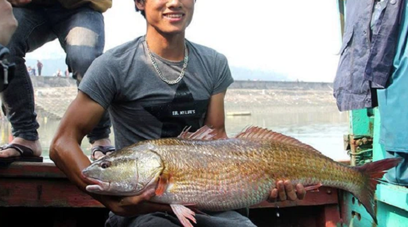 Bat duoc loai ca tien ty quy nhu vang, ngu dan Da Nang “mung quynh”-Hinh-11