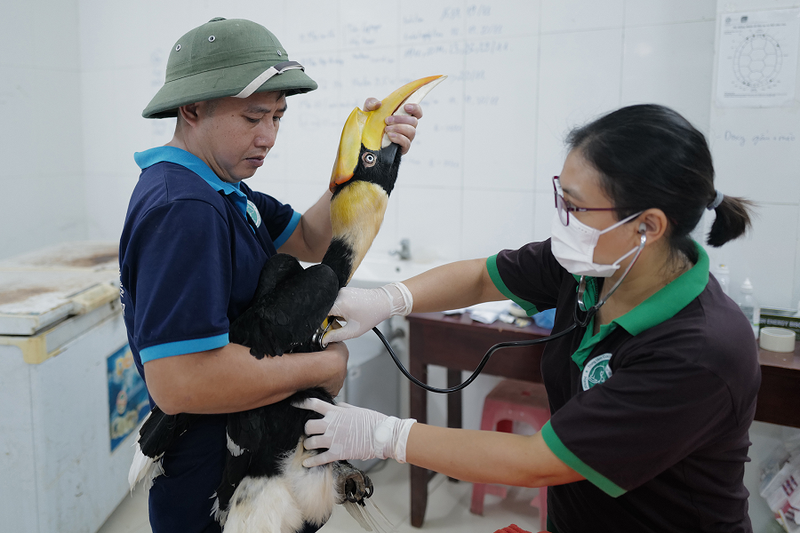 Tái thả 2 cá thể hồng hoàng: Loài “linh điểu hạ phàm” hiếm nhất VN! - Hình 7 Tai tha 2 ca the hong hoang: Loai “linh dieu ha pham” hiem nhat VN!-Hinh-7