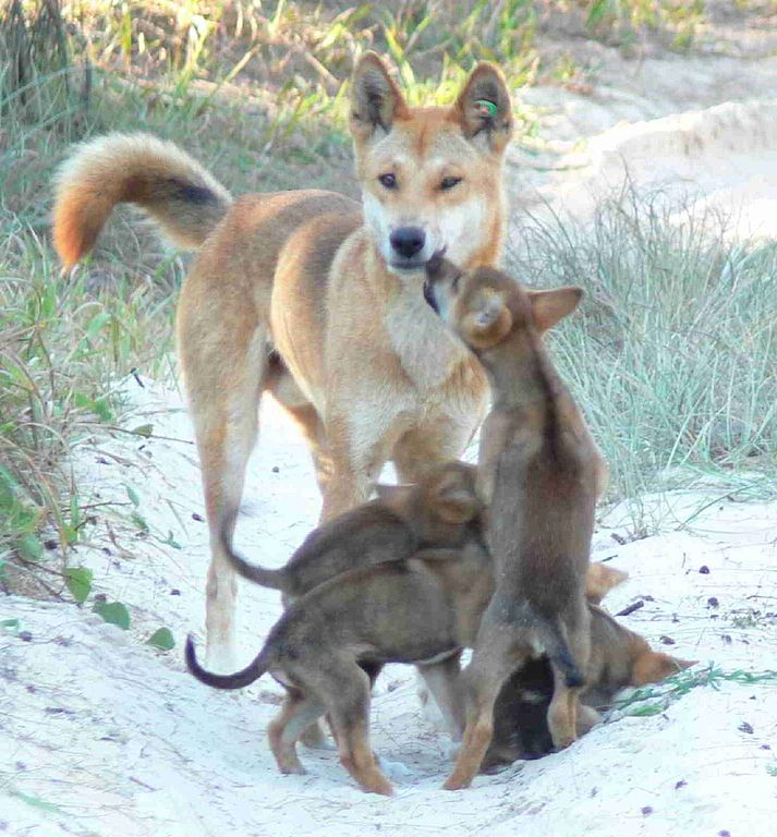 Thu de thuong xuat hien sau nha, chuyen gia lap tuc khuyen: “Dung giu lai!”-Hinh-8