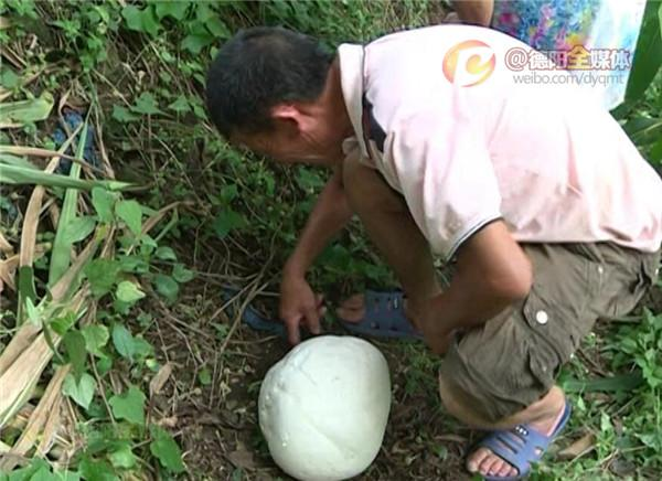 Mang “qua bong” trang di kiem dinh, chuyen gia bat rua tay ngay lap tuc-Hinh-16