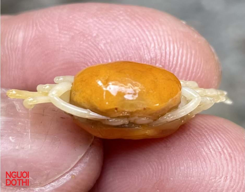 Cận cảnh loài cua đậu đặc biệt mới phát hiện ở Việt Nam - Hình 5 Can canh loai cua dau dac biet moi phat hien o Viet Nam-Hinh-5
