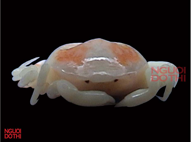 Cận cảnh loài cua đậu đặc biệt mới phát hiện ở Việt Nam - Hình 6 Can canh loai cua dau dac biet moi phat hien o Viet Nam-Hinh-6