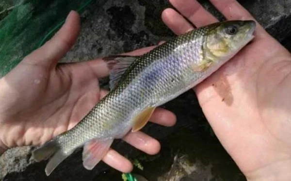 Quai la hang dong moi dip Tet Thanh minh phun ra “loc troi